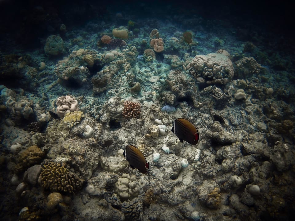 Riff NH Collection Maldives Reethi Resort