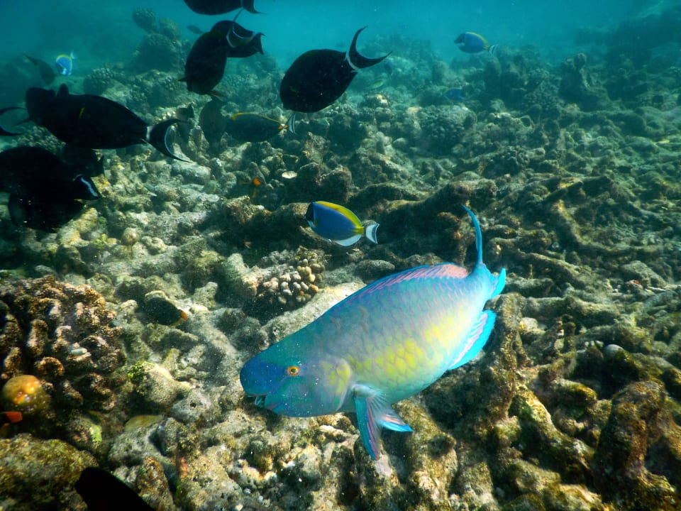 Direkt am Hausriff NH Collection Maldives Reethi Resort