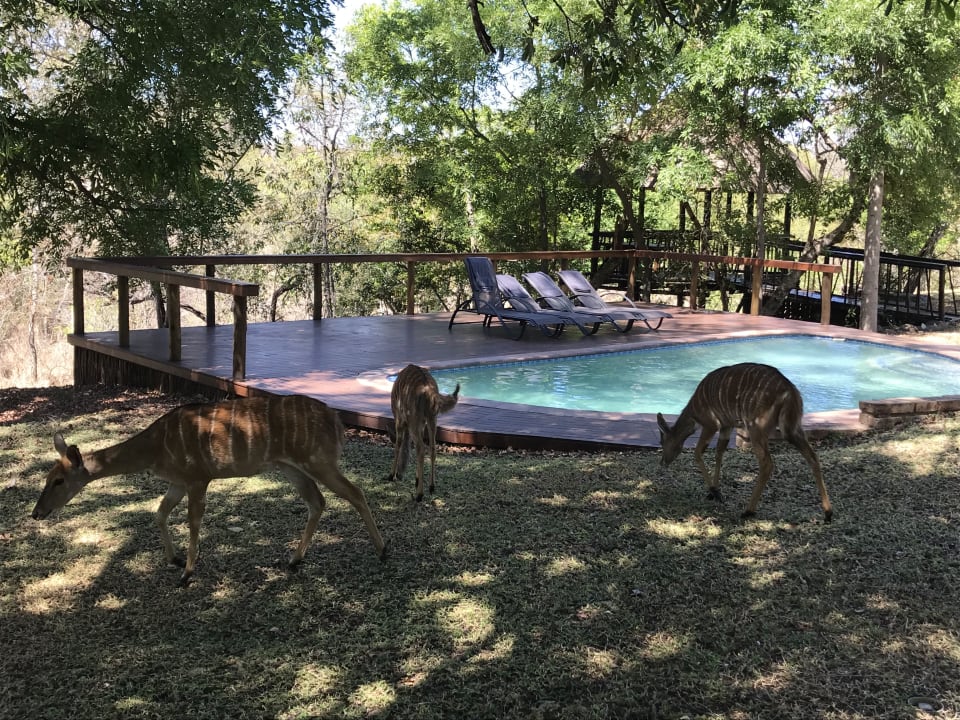Pool Hotel Idube Game Lodge