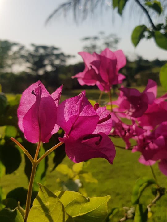 Garten Hotel Novum Garden Side