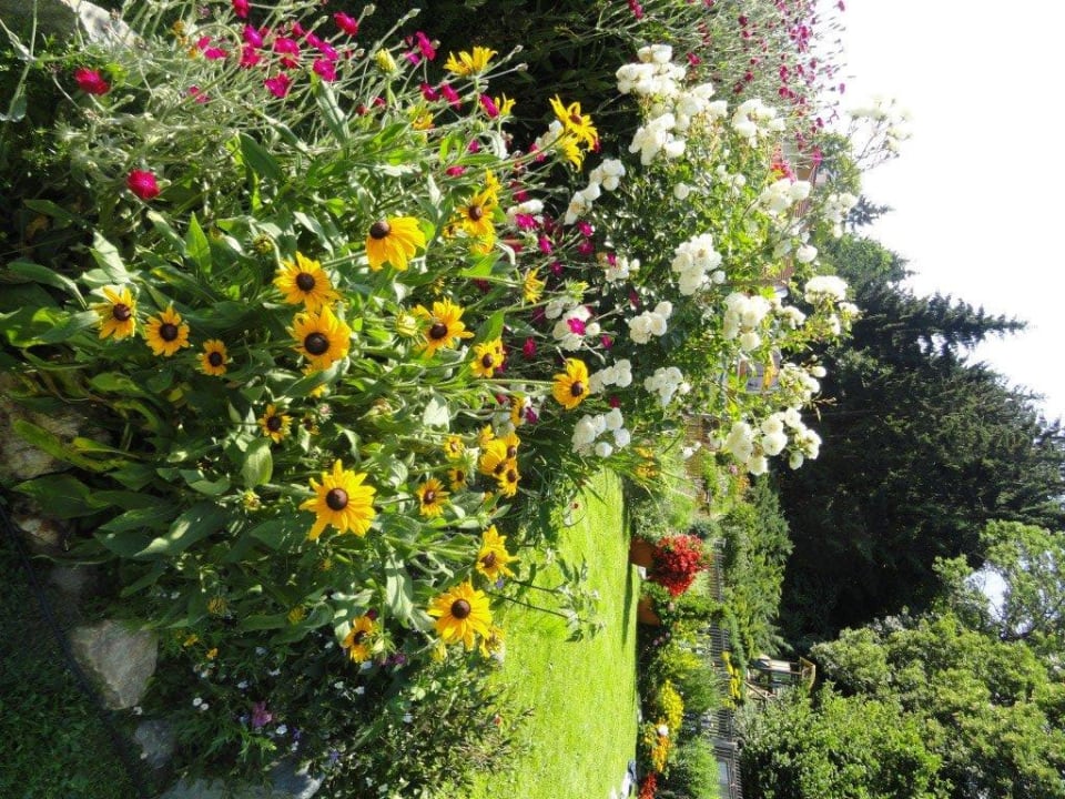 Schmetterlinge und Blumen Landhaus Bonaventura