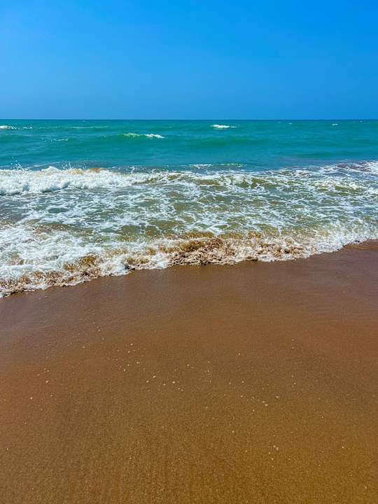 Strand Seashell Vega