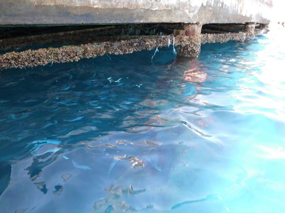 Unterbau der Insel bei Ebbe SUNRISE Holidays Resort (Adults Only)