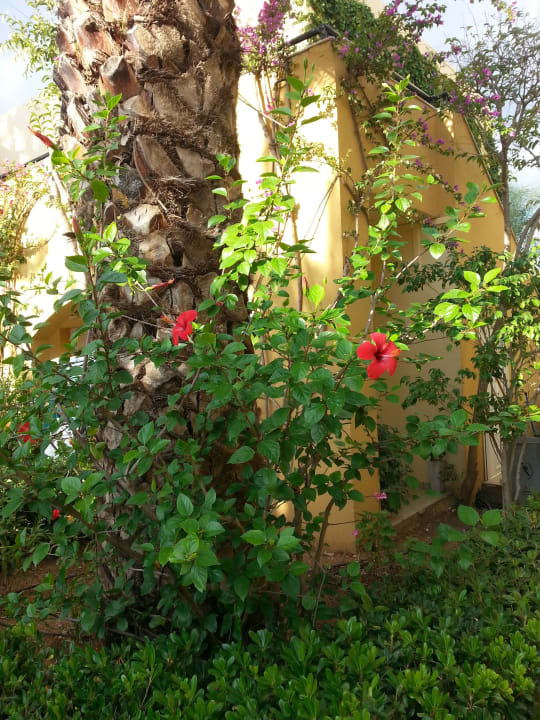 Blumenvielfalt. Vantaris Luxury Beach Resort