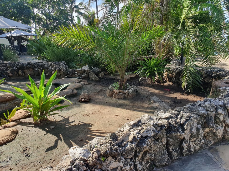 Gartenanlage Bahari Beach Hotel