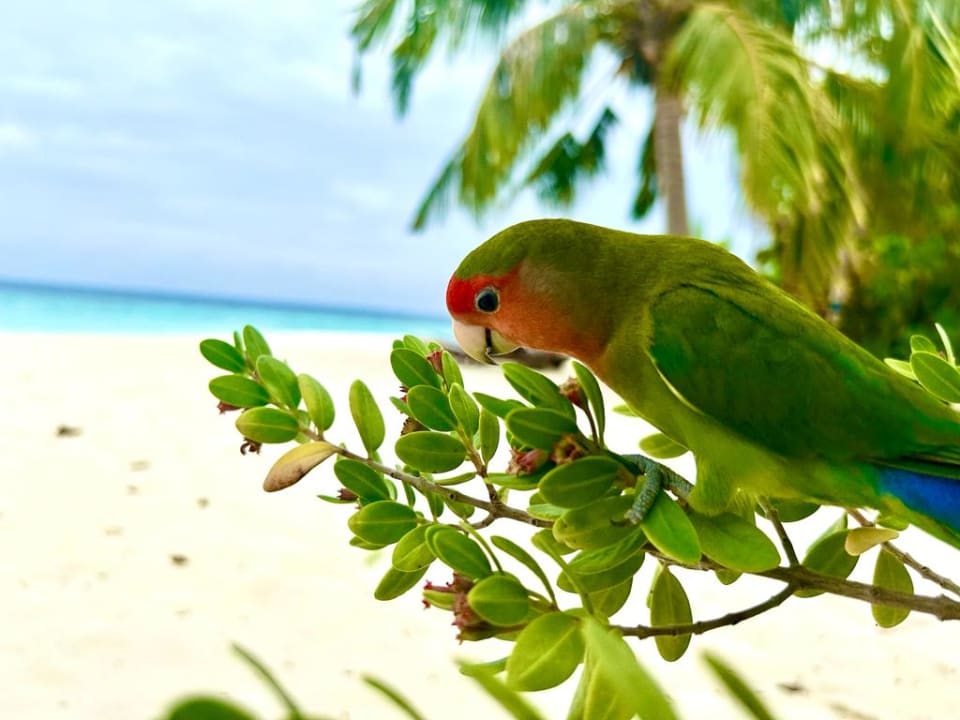 Strand Adaaran Select Meedhupparu Island Resort - Premium All Inclusive