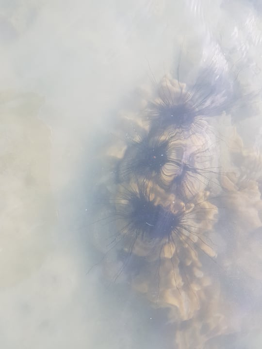 Strand Hotel Cocohut Beach Resort