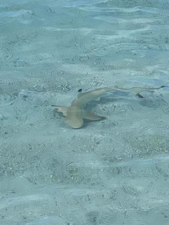 Sonstiges Ifuru Island Resort Maldives