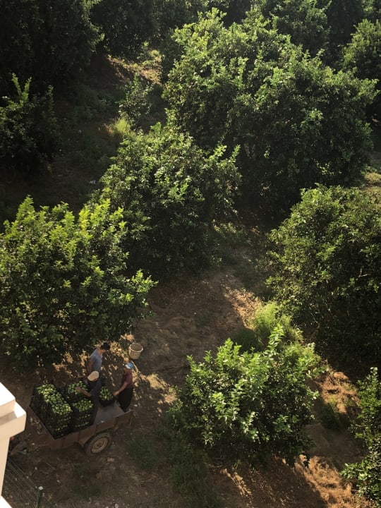 Garten Haydarpasha Palace