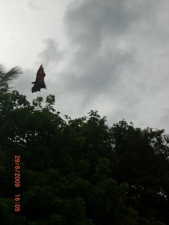 Das sind Flughunde, größer als Fledermäuse Summer Island Maldives