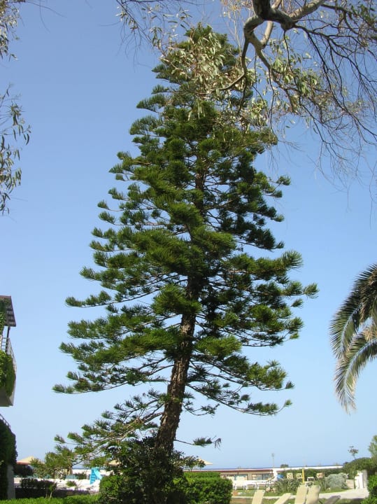 Steht aber fest Apollonia Beach Resort & Spa