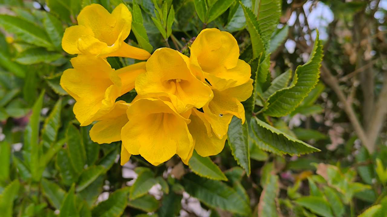 Gartenanlage Shams Safaga Resort