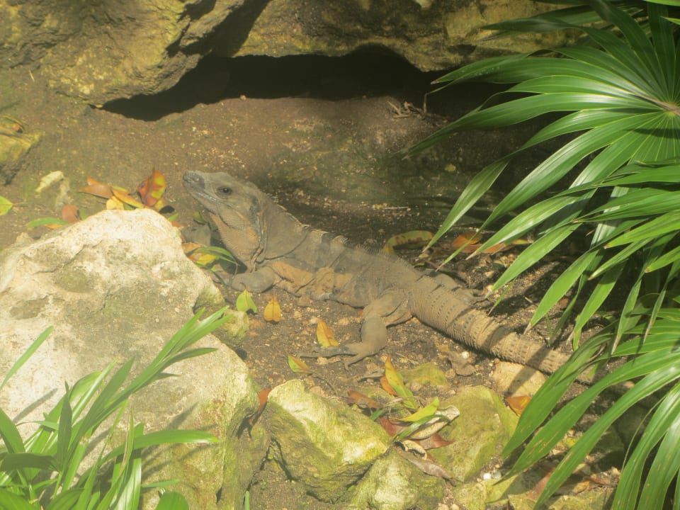 Groß Sandos Playacar Beach Resort