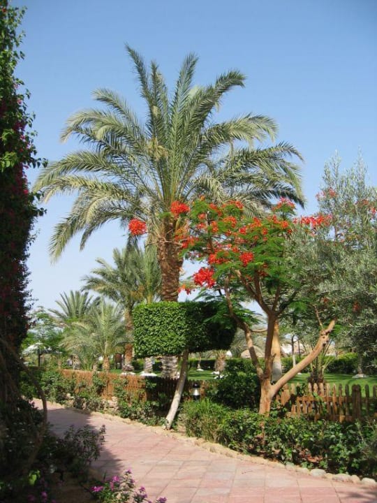 Tolle Gartenanlage JAZ Fayrouz
