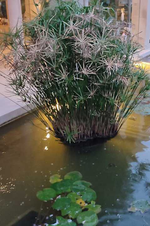 Gartenanlage allsun Hotel Eden Playa