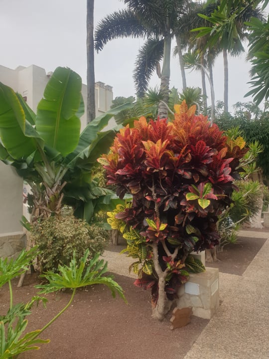 Gartenanlage Alua Suites Fuerteventura