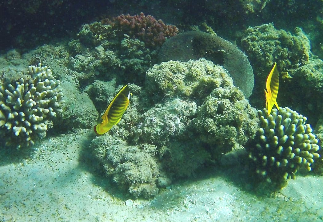 Strand Pickalbatros Alf Leila Wa Leila Resort - Neverland Hurghada