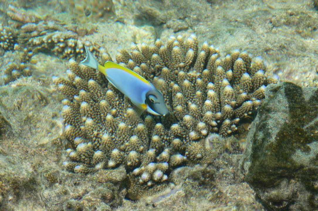 Farbenpracht direkt am Steg Summer Island Maldives