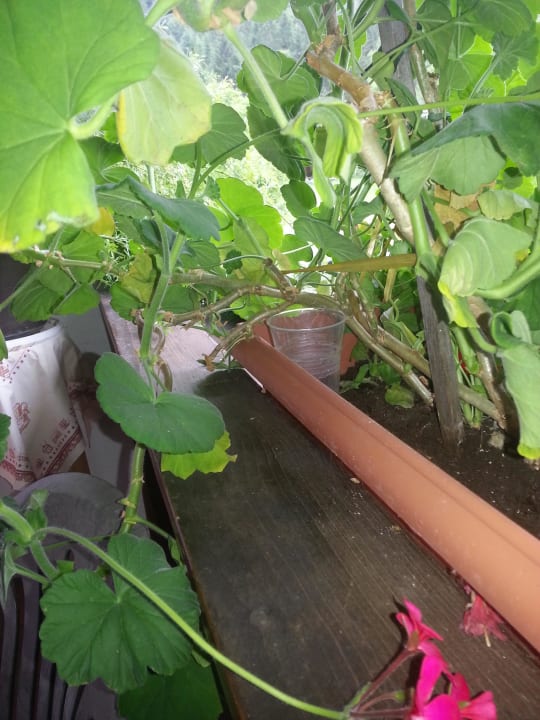 Balkon Gästehaus Seehaus