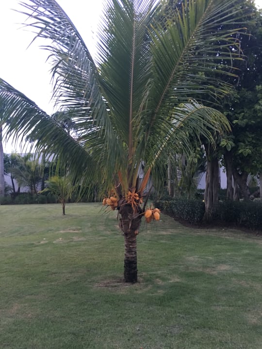 Gartenanlage Royalton CHIC Punta Cana