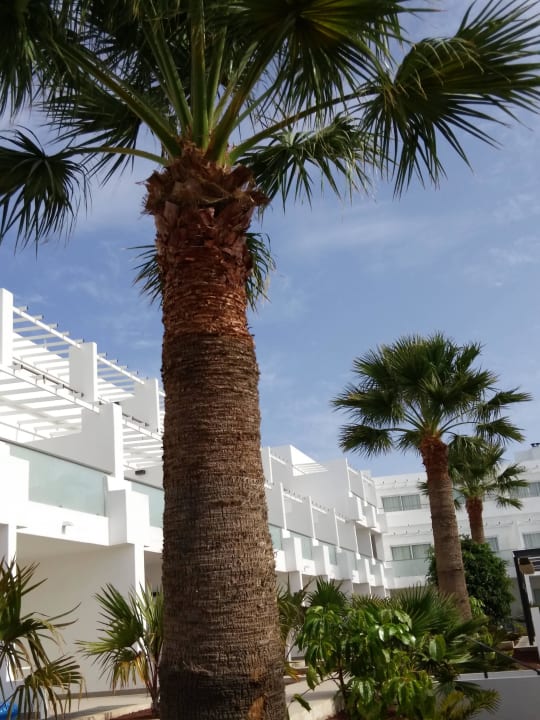 Palmen im Poolbereich Sentido Aequora Lanzarote Suite