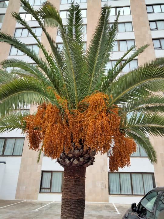 Sonstiges Hotel Vibra Beverly Playa