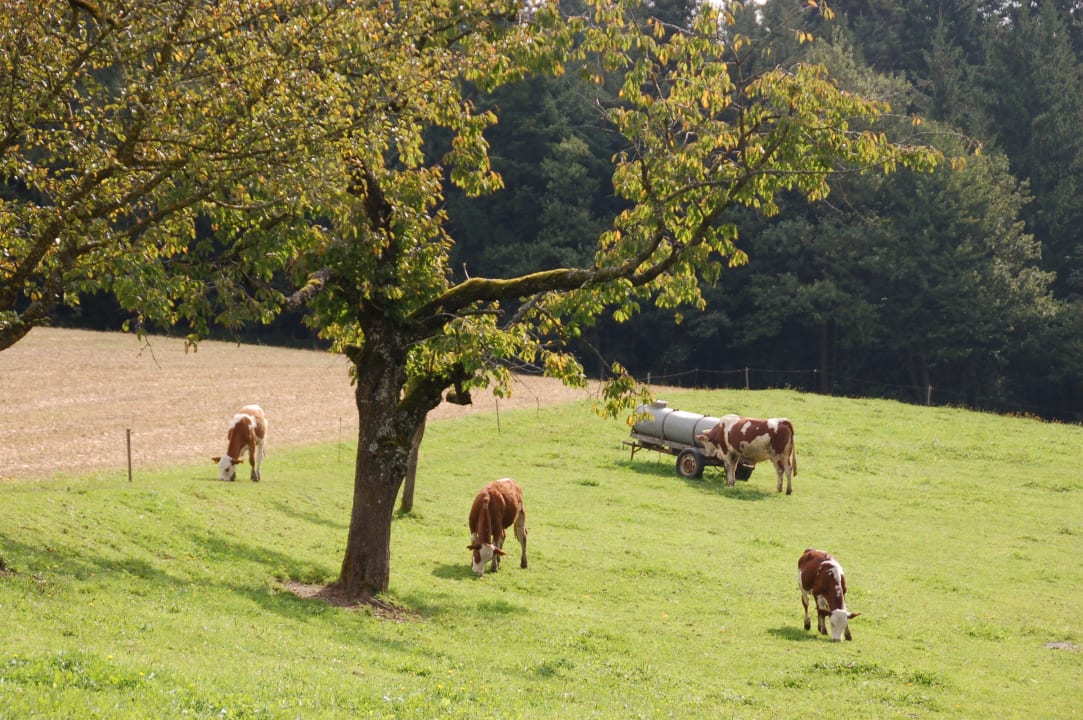 Kühe auf der Weide Biohof Stadler