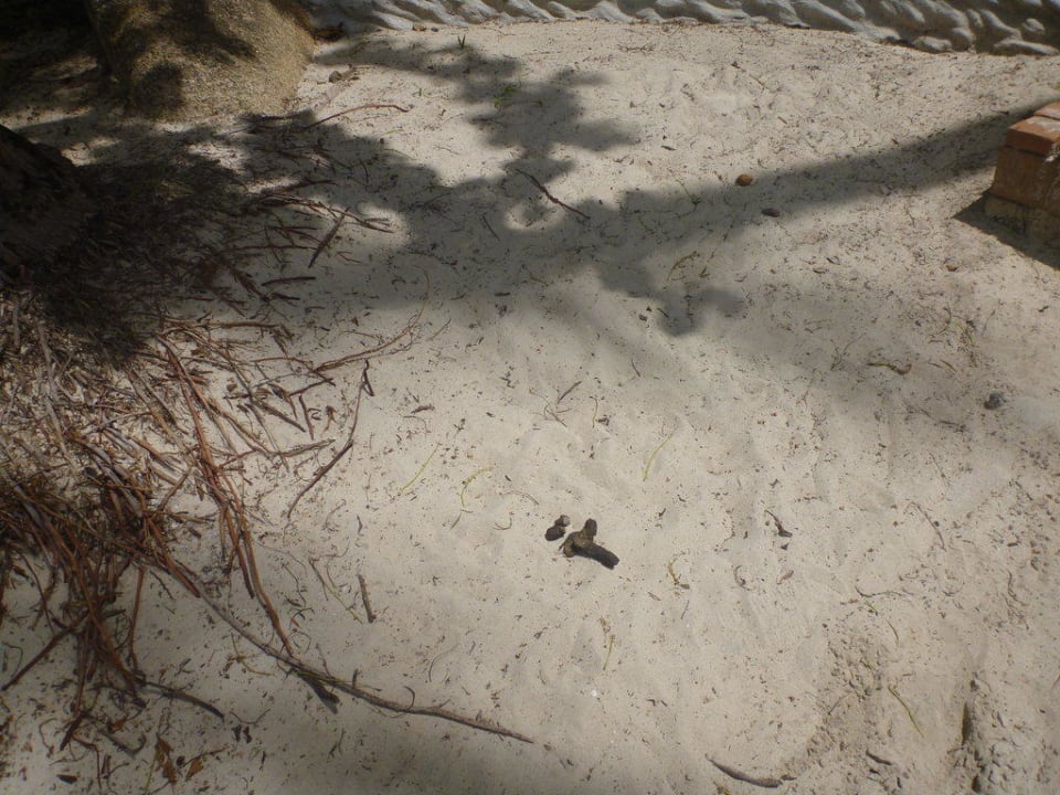 Was so herumliegt Renaissance Koh Samui Resort & Spa