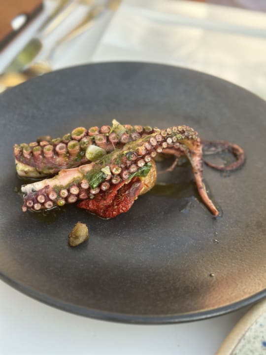 Gastro Acanthus Cennet Barut Collection