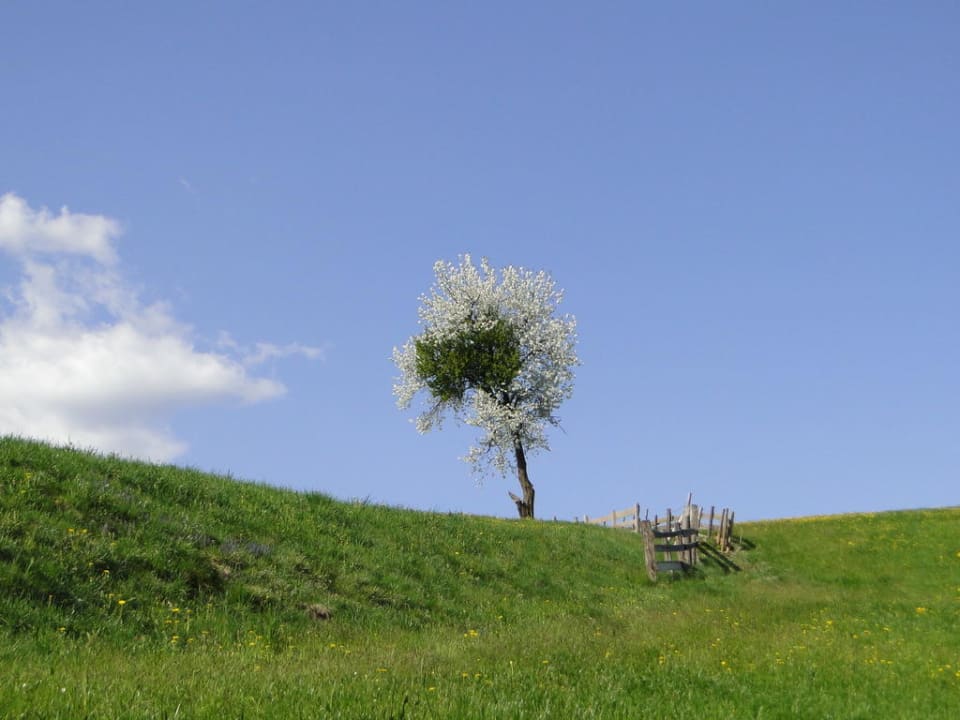 Frühlingserwachen Hotel Kohlerhof