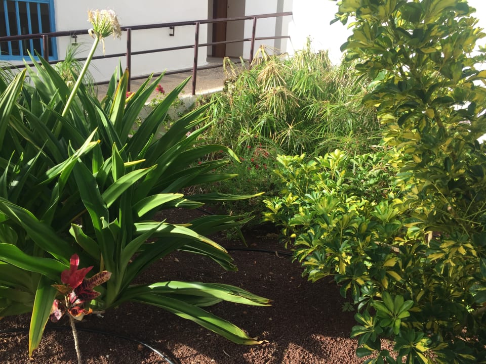 Gartenanlage Alua Suites Fuerteventura