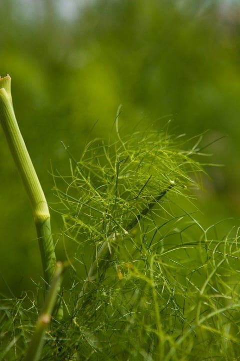 Unser Gemüsegarten Bauer Lange