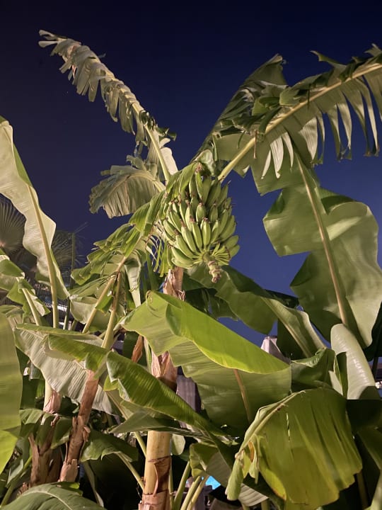 Pool Jacaranda Luxury Resort