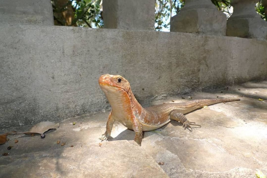 Echse, schon etwas größer Hotel Papillon Lagoon Reef