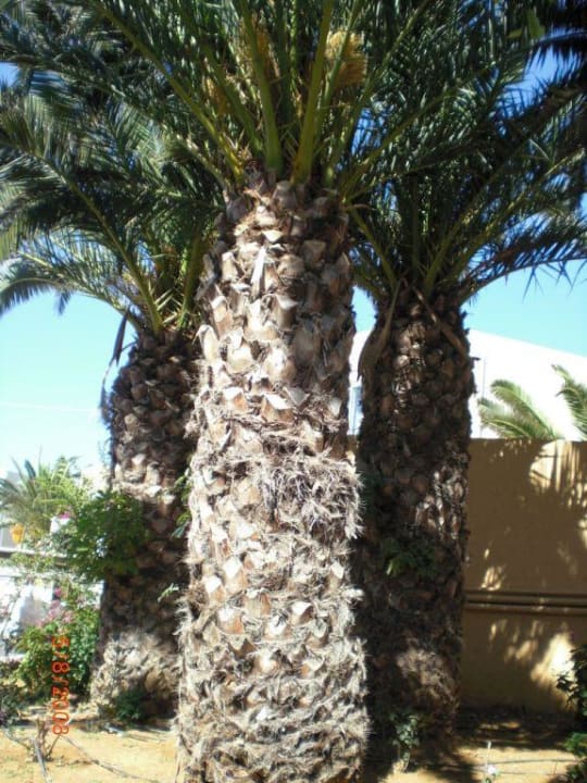 Palmen im Garten Nefeli Hotel Rethymno