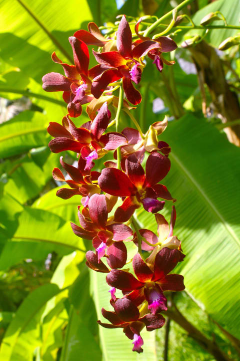 Orchidee Villa Park Sun Island