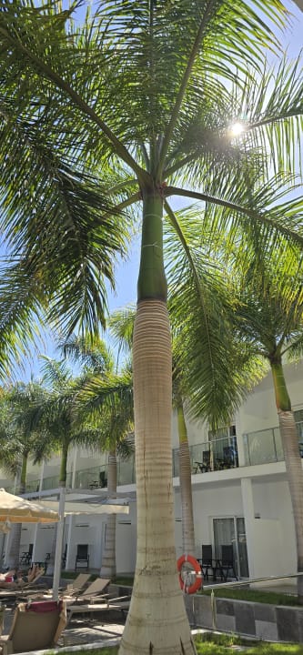 Pool Hotel Riu Palace Oasis