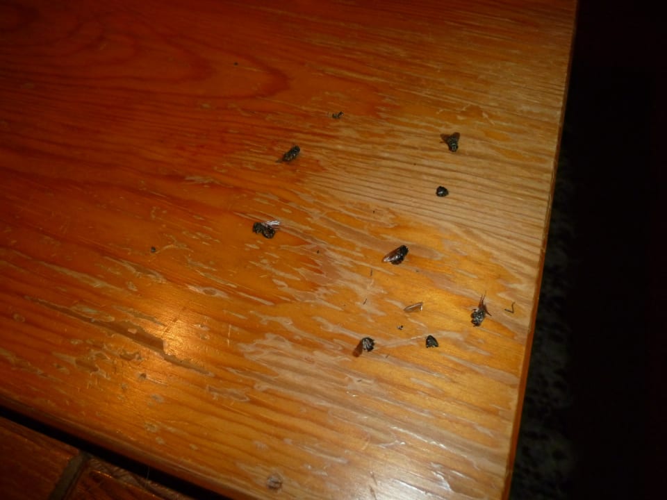 Weitere tote Fliegen Pension Müllner Peter