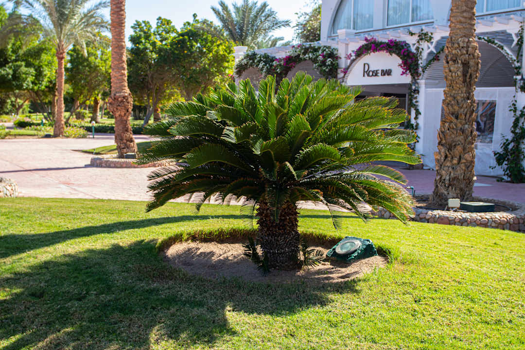 Gartenanlage Desert Rose