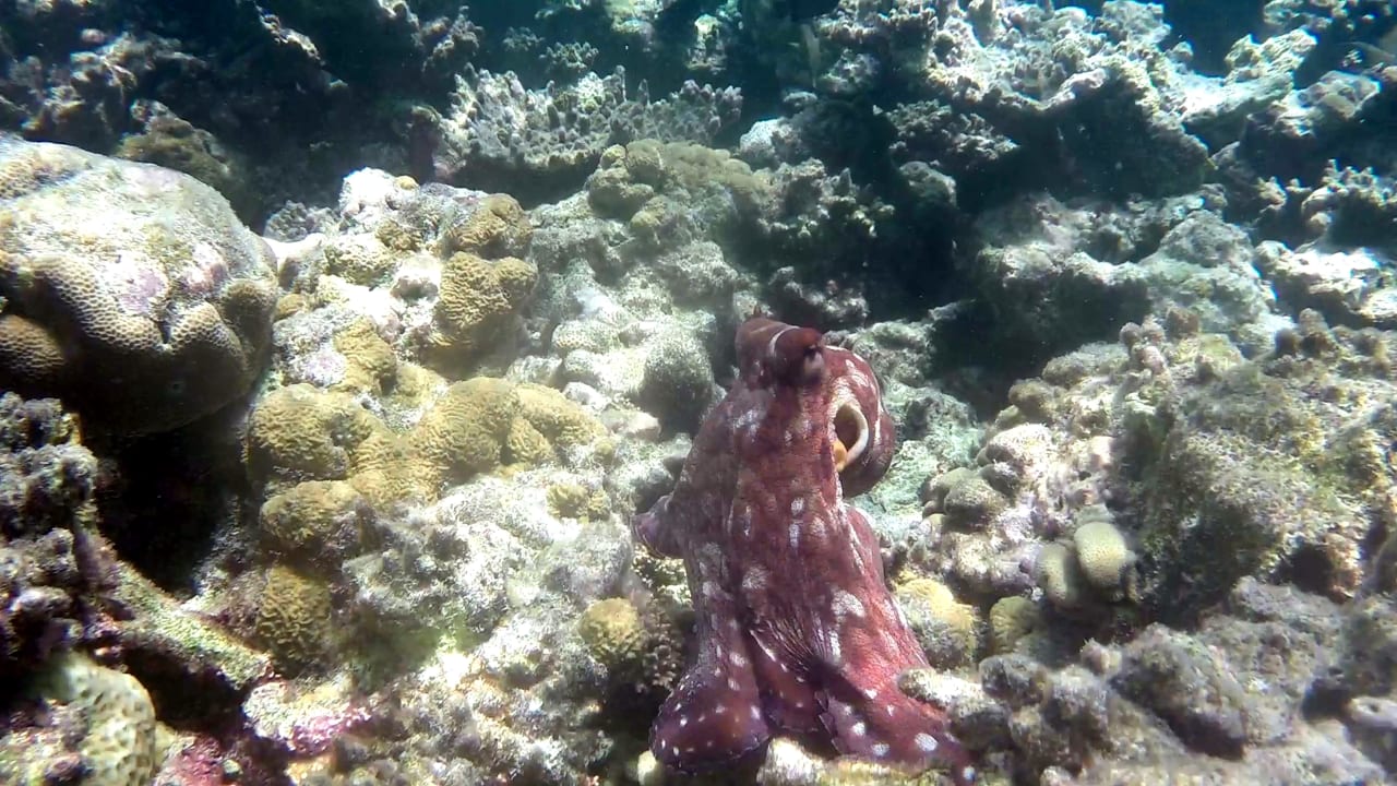 Sport & Freizeit Eri Maldives