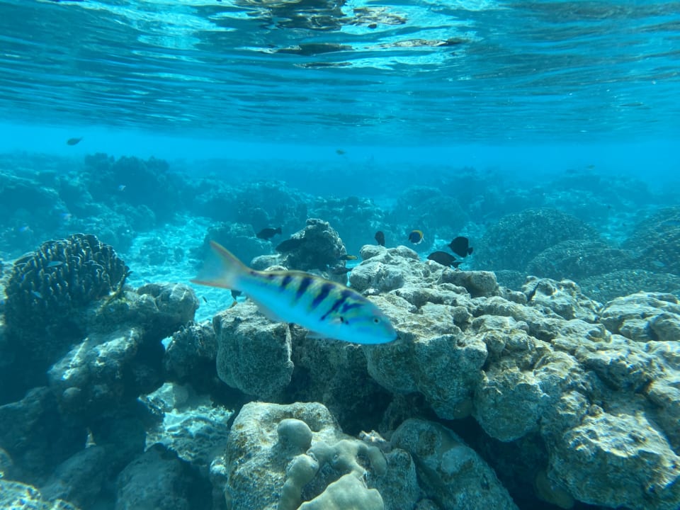 Sport & Freizeit Hotel Riu Palace Maldivas