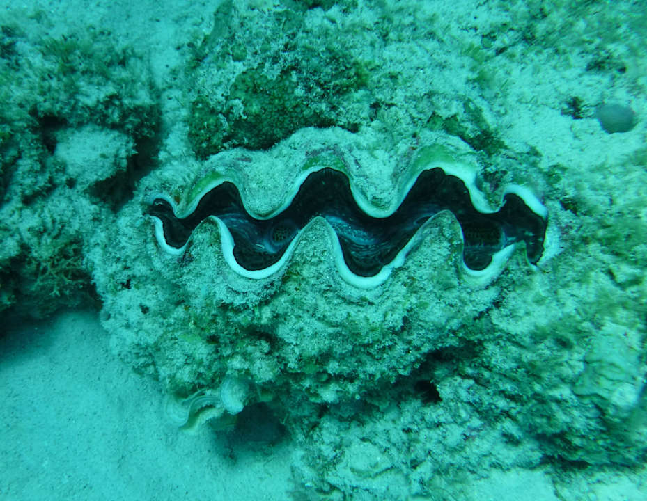 Sport & Freizeit Veranda Pointe aux Biches Hotel