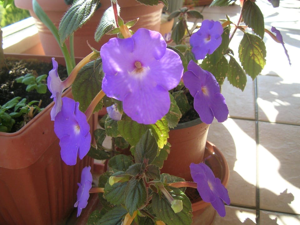 Seltene Plumeria Hotel Kathrin Beach