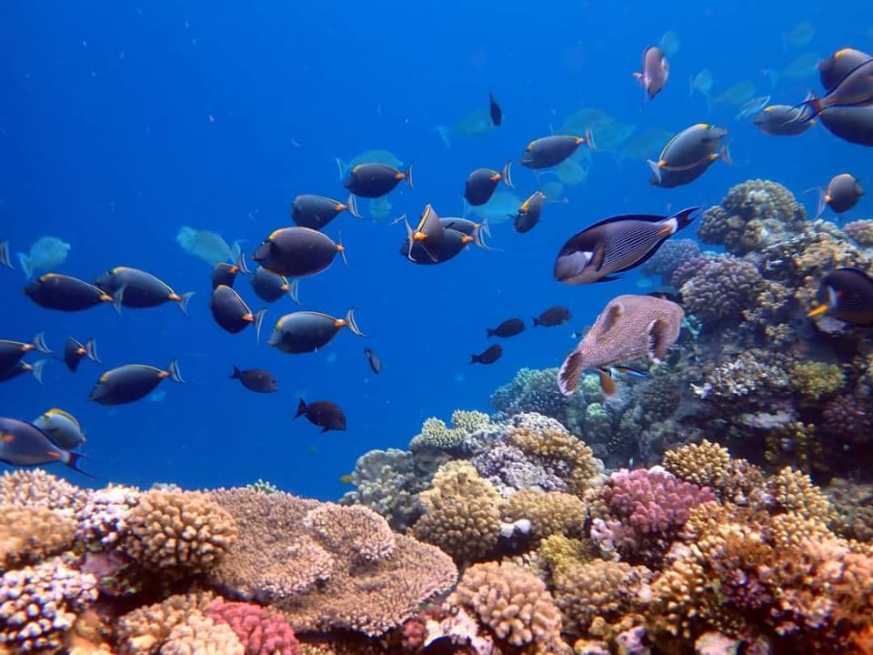 Außenansicht Hilton Marsa Alam Nubian Resort