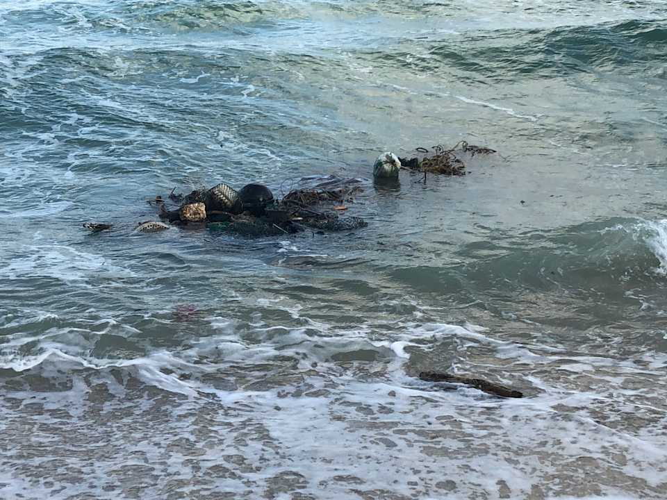 Strand Hotel Al's Hut