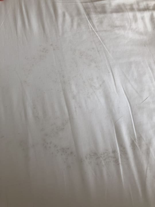 Zimmer AQI Pegasos World