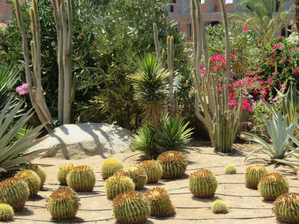 Eine stachelige Begrüßung  Steigenberger Coraya Beach - Adults only