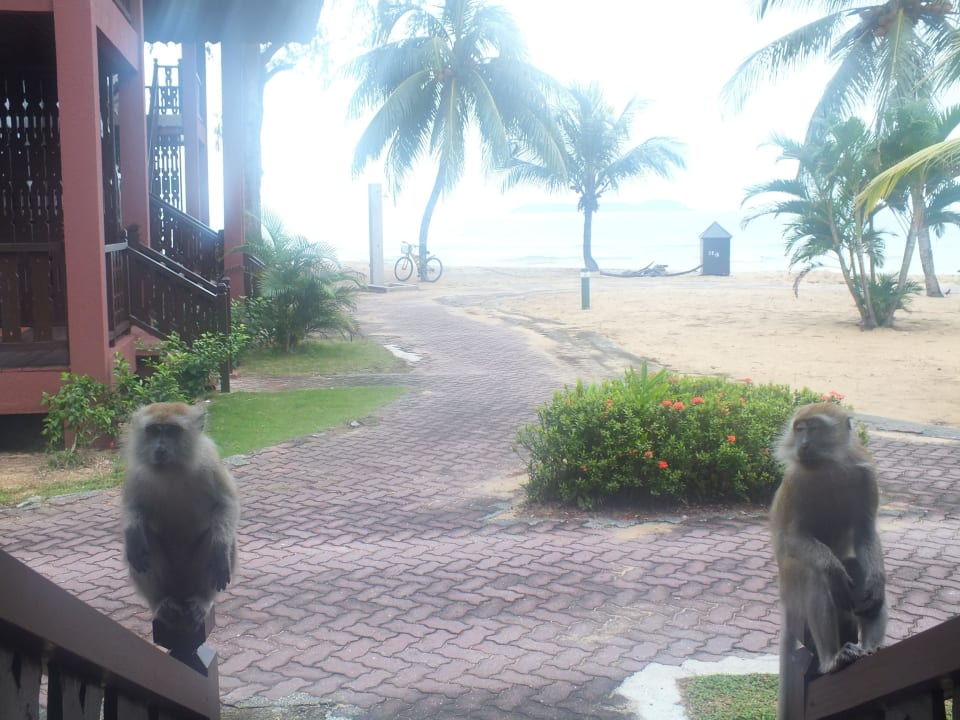 Affen auf der Terrasse Berjaya Tioman Resort