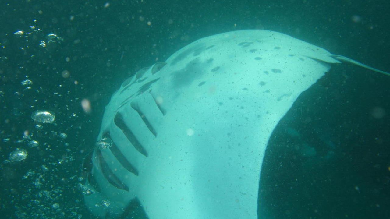 Mantas  NH Collection Maldives Reethi Resort