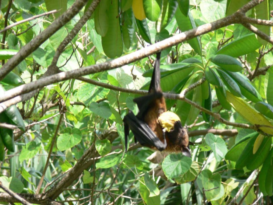 Flughund beim Mittagessen Vilamendhoo Island Resort & Spa